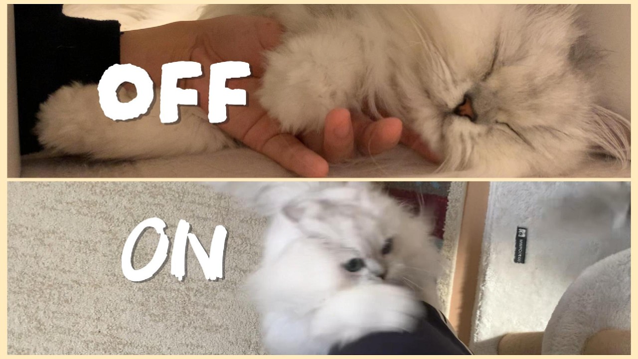 年が変わってもいつも通り情緒が激しいパイセン猫！！