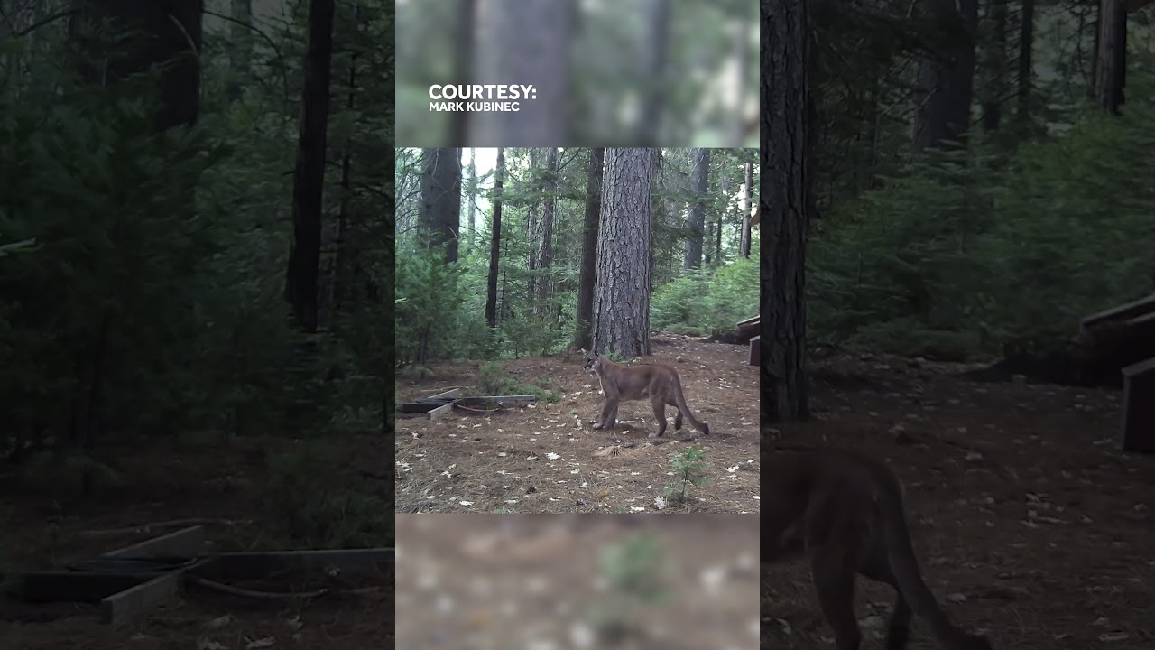 Four mountain lions pass through Calaveras County property