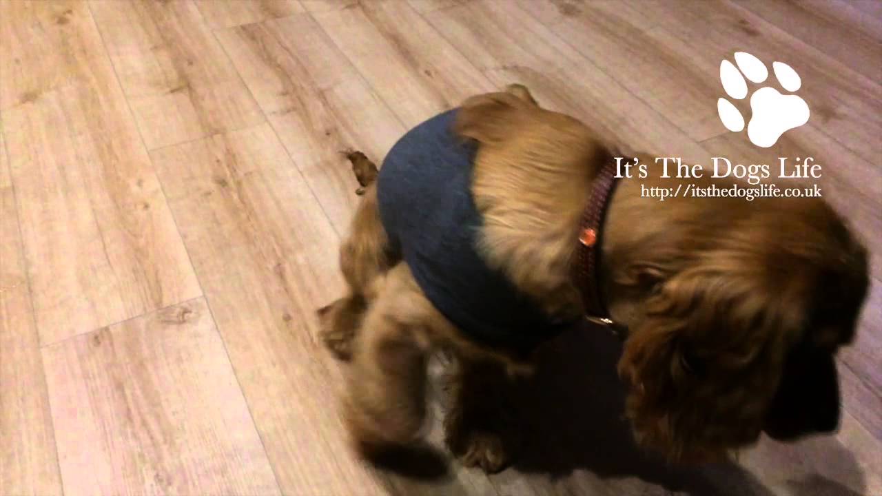 Our Cocker Spaniel Pea Talking To Us