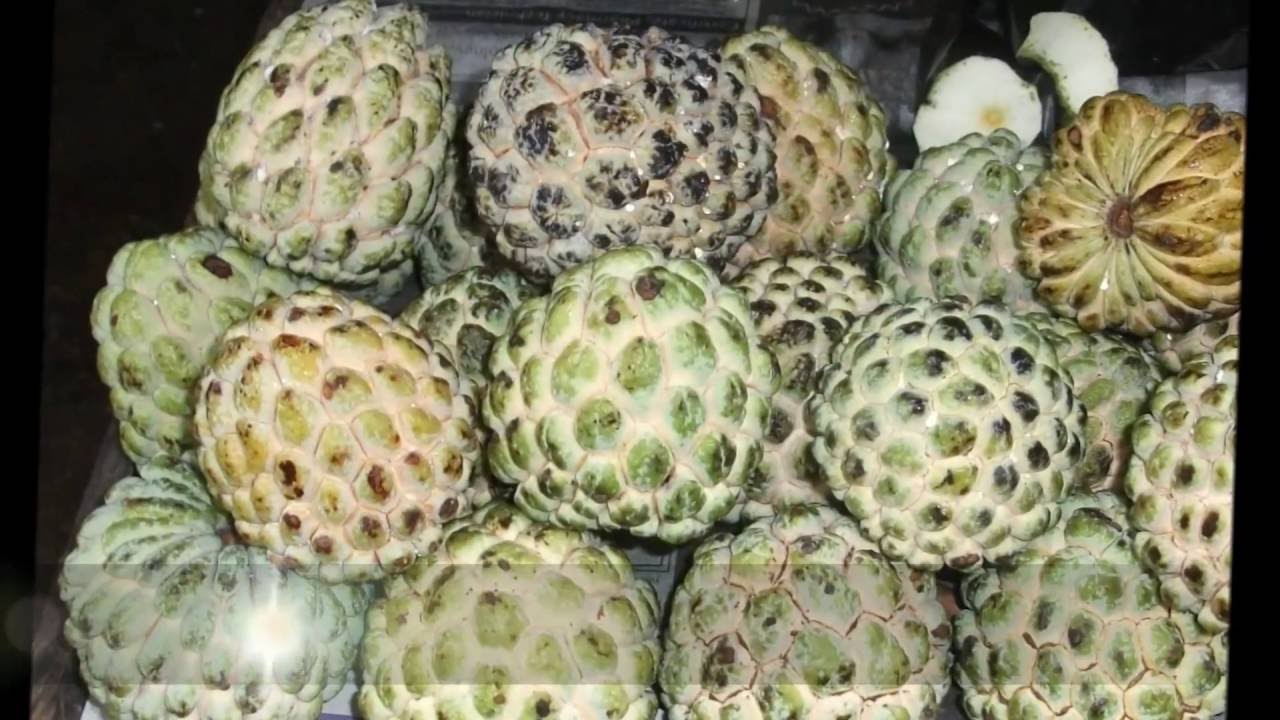 Jamaican Fruits