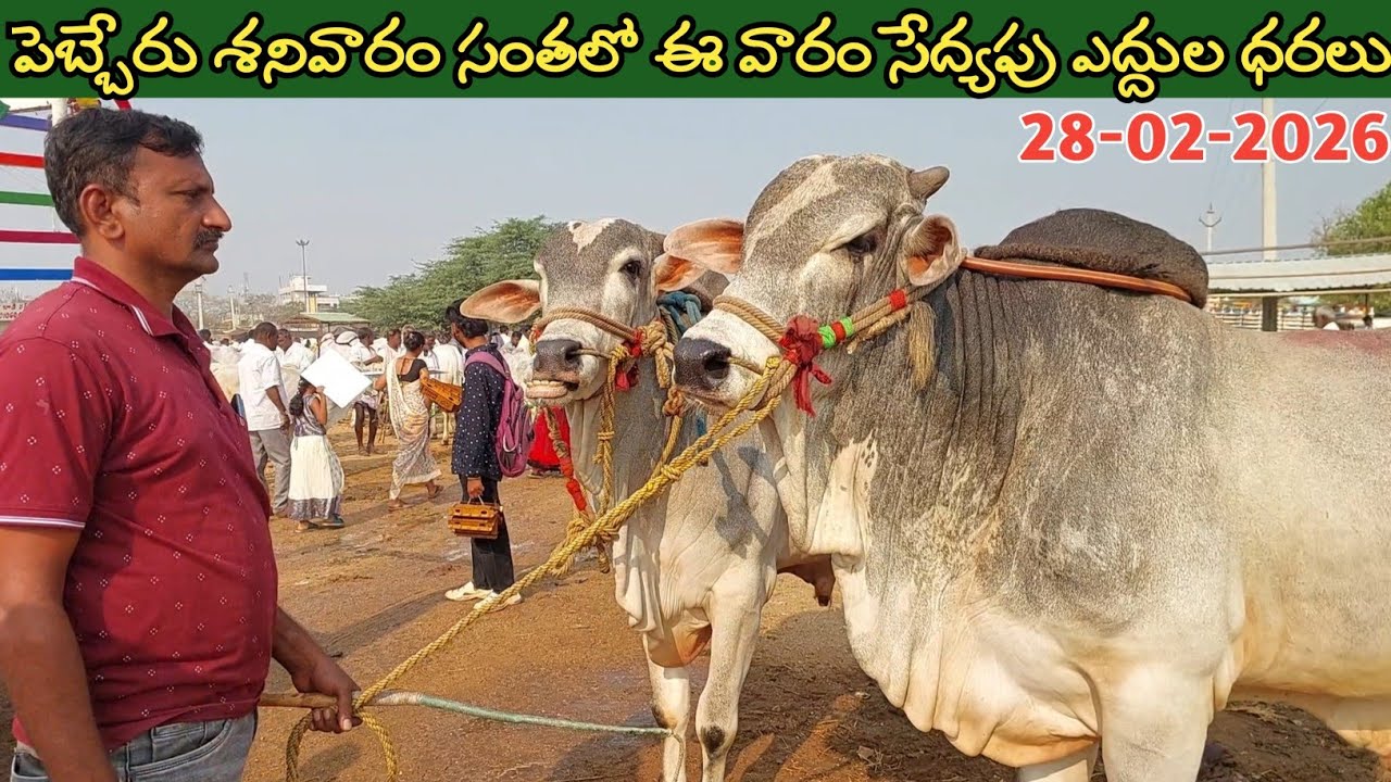 పెబ్బేరు శనివారం సంతలో సేద్యపు ఎద్దుల ధరలు | Pebbair Saturday Bulls market | Oxen prices @purnafarms