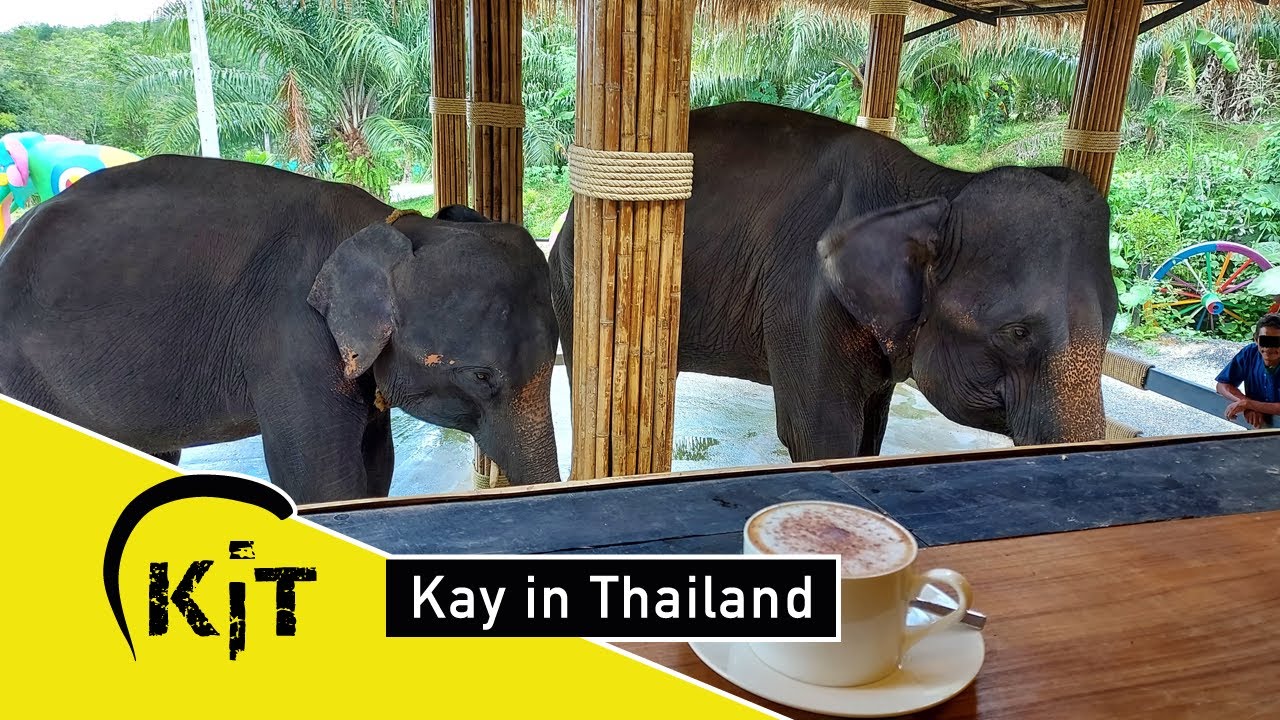 ELEFANTEN, Kaffee und Füttern in der Phanga Bay