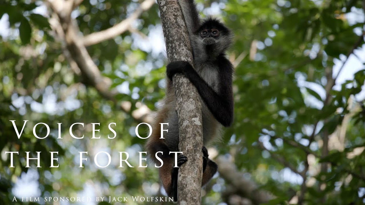Voices of the Forest: Spider Monkey and Human Coexistence in Mexico