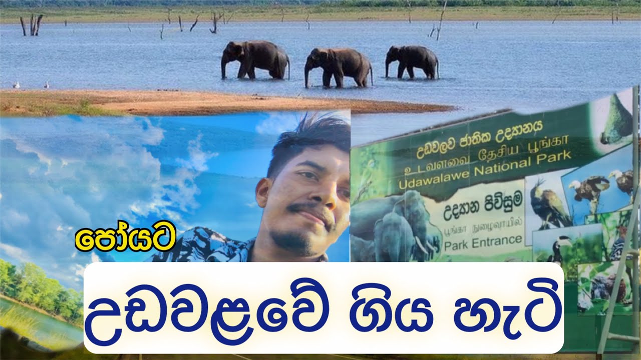 පෝයට උඩවළවේ ගිය හැටි 😎❤️🐘🐆#new #travel #newvlog #videoblog #nature #udawalawa #safari #srilanka 