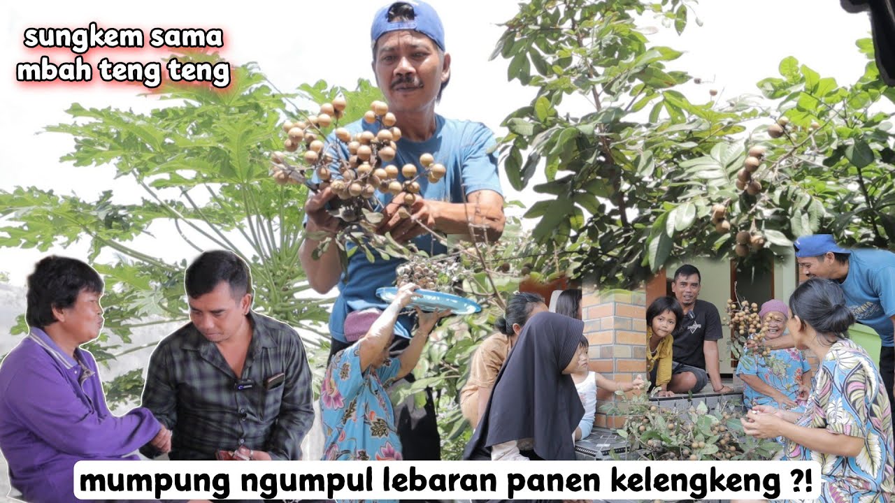 lebaran mumpung ngumpul !! kita panen kelengkeng di belakang rumah