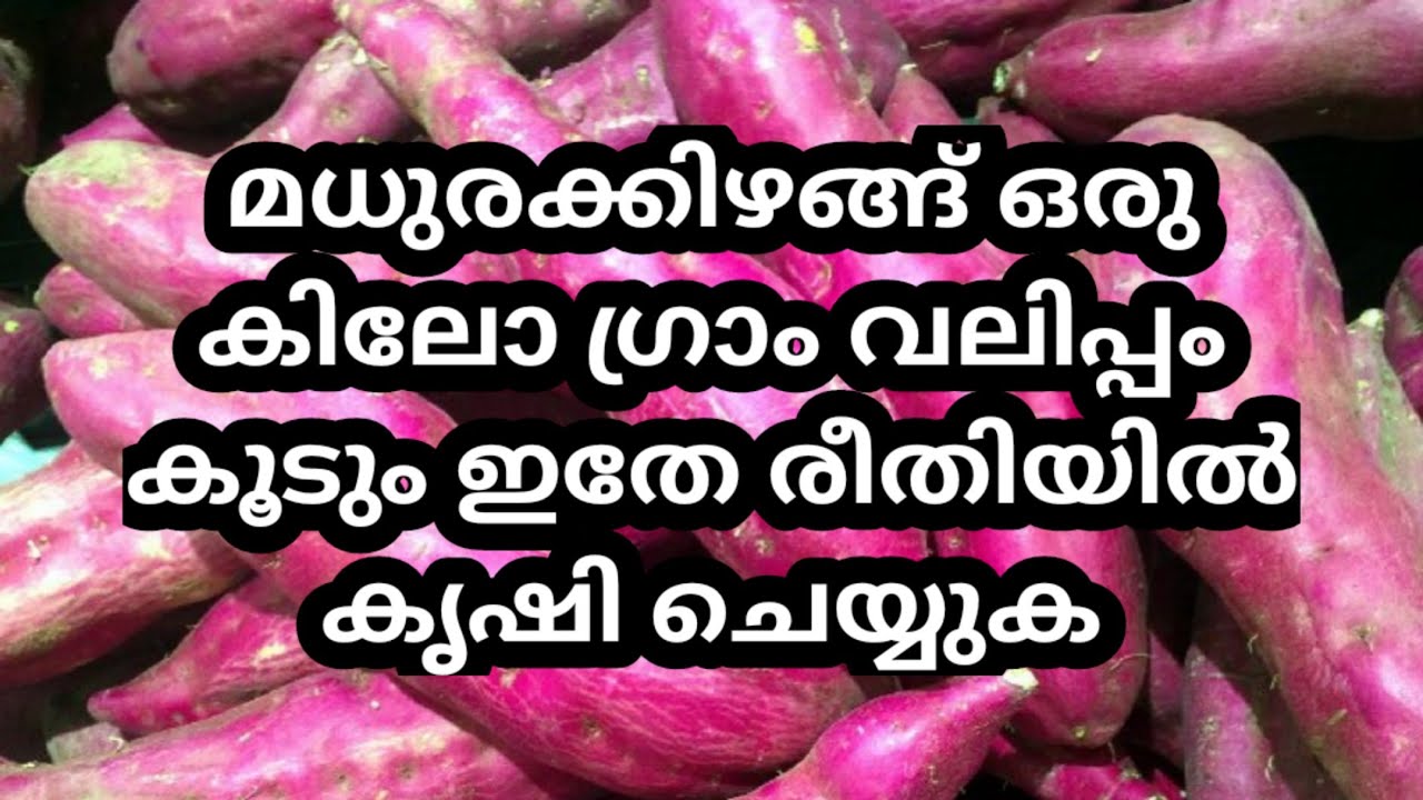 മധുരക്കിഴങ്ങ് കൃഷി വളപ്രയോഗവും പരിചരണവും | Sweet potato cultivation in malayalam