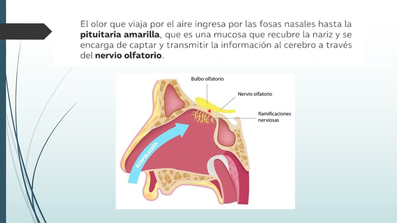 SENTIDO DEL OLFATO Y DEL TACTO