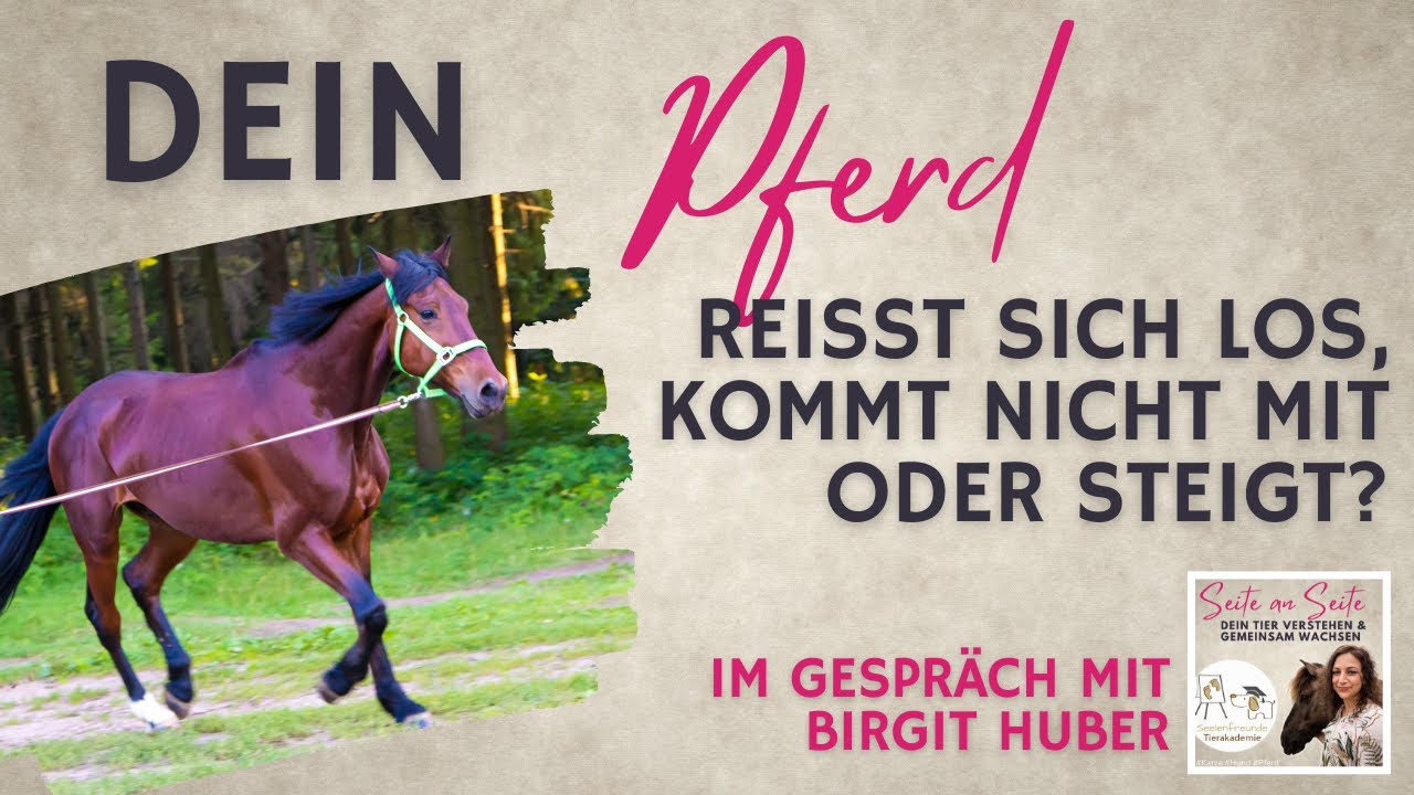 Pferd reißt sich los, lässt sich nicht führen oder steigt am Zügel? Das kannst du tun (Podcast #137)