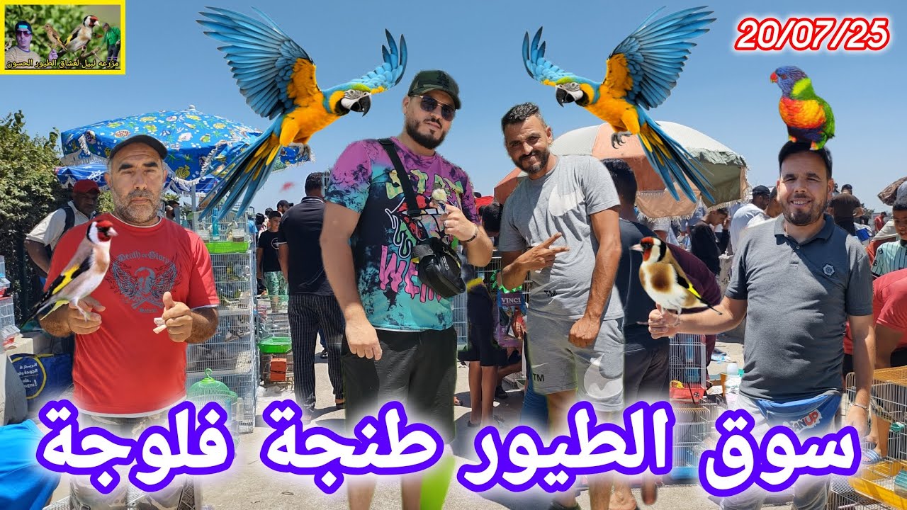 كانت جوله رائعه #مباشرة اليوم الأحد أفضل #سواق #الطيور #طنجة #فلوجة أثمنه منخفضه جدآ ✌️