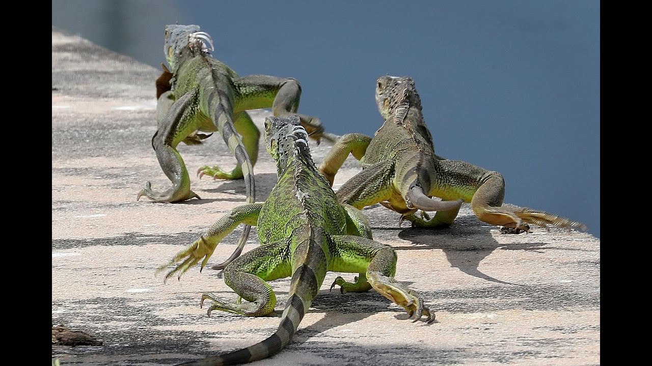 How to get rid of iguanas
