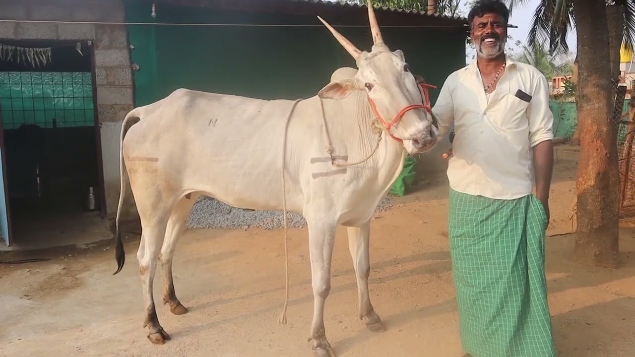 Glorious Hallikar cow looking for pair of Farmer Kumar, Narayanpura, Malawalli Taluk, Mandya Dist