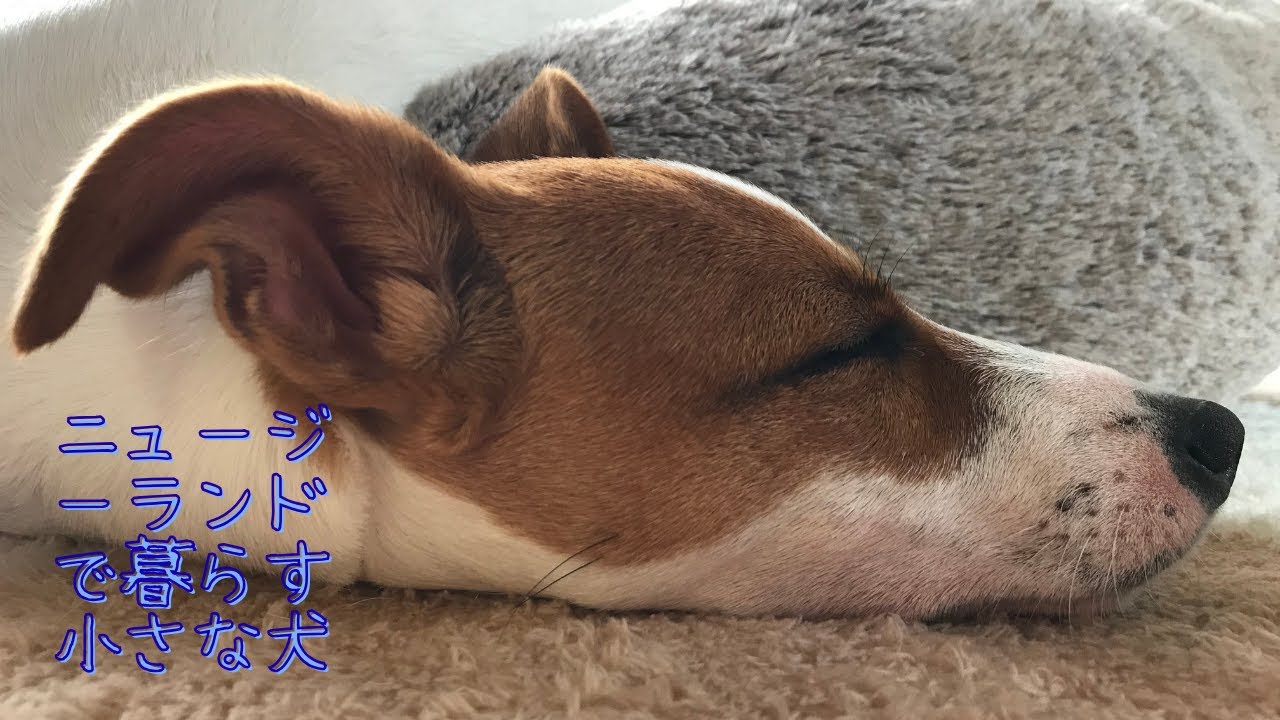 ハーネスを付けたくないKinako・小さな犬『ポケット』と一緒に散歩・飼い主の筋トレを邪魔するKinako