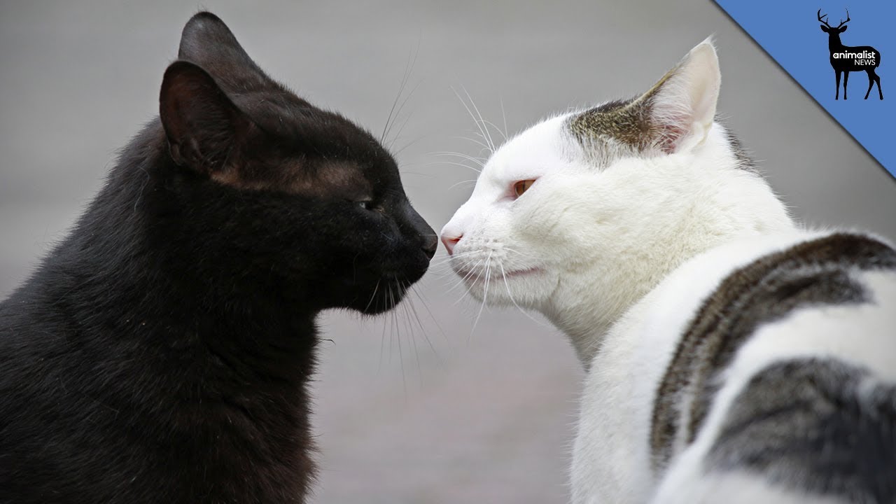 How Do Cats Communicate?