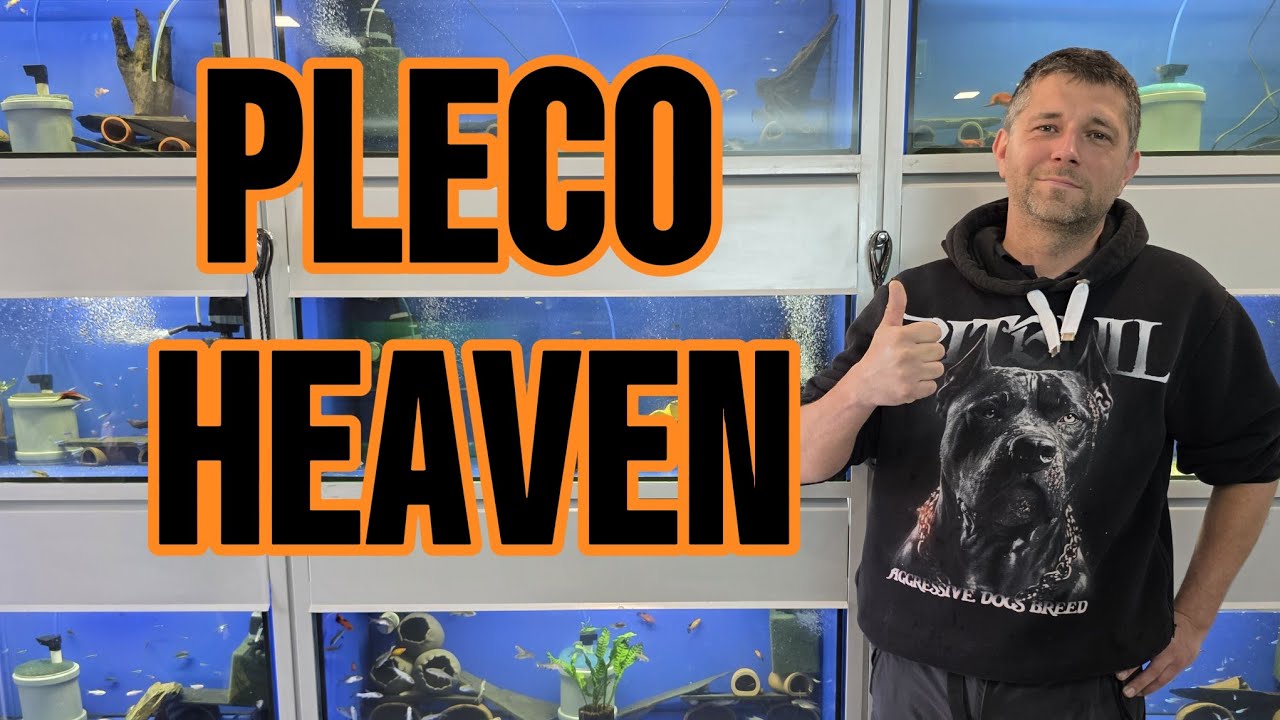 PLECO HEAVEN - import, hodowla ryb akwariowych