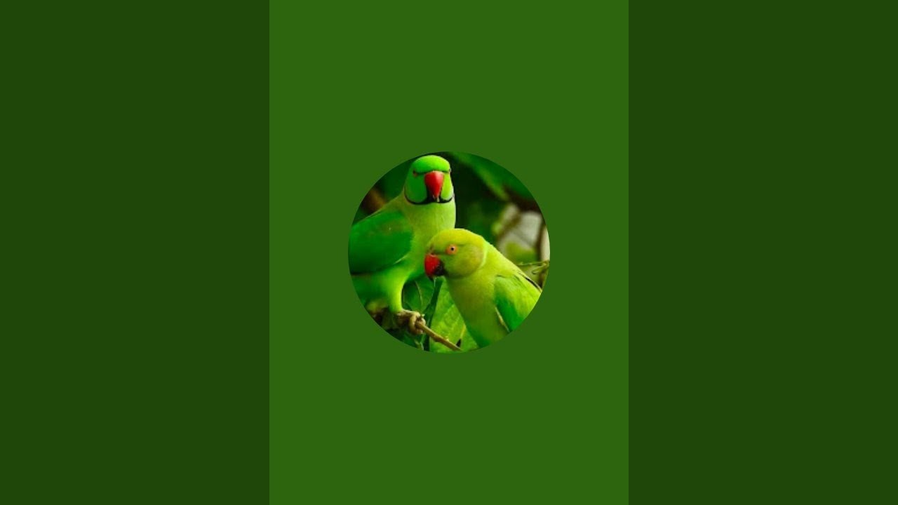 🛑Cute parrot is live