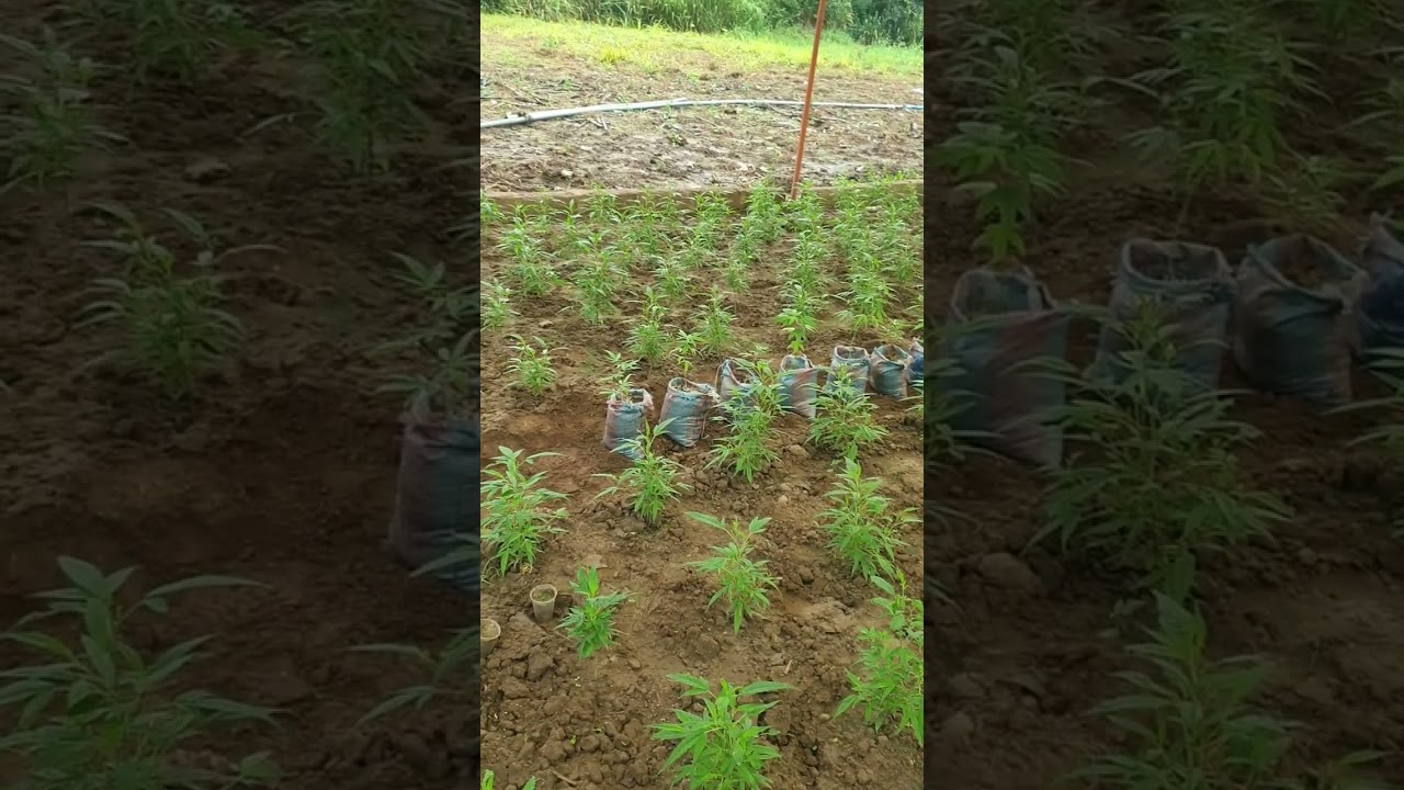 Cannabis Growing In Tropical Environment