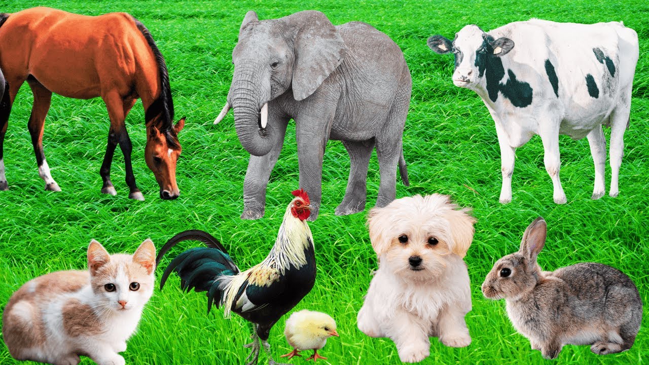 Lovely Animal Moments: Cow, Rabbit, Elephant, Puppy, Cat, Goat, Horse, Chick - Funny Farm Animal