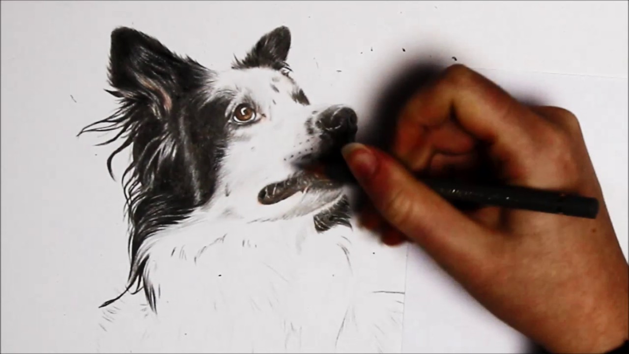 Speeddrawing l Border Collie & Australien Shepherd zeichnenl Teil 1 l Salina's Art