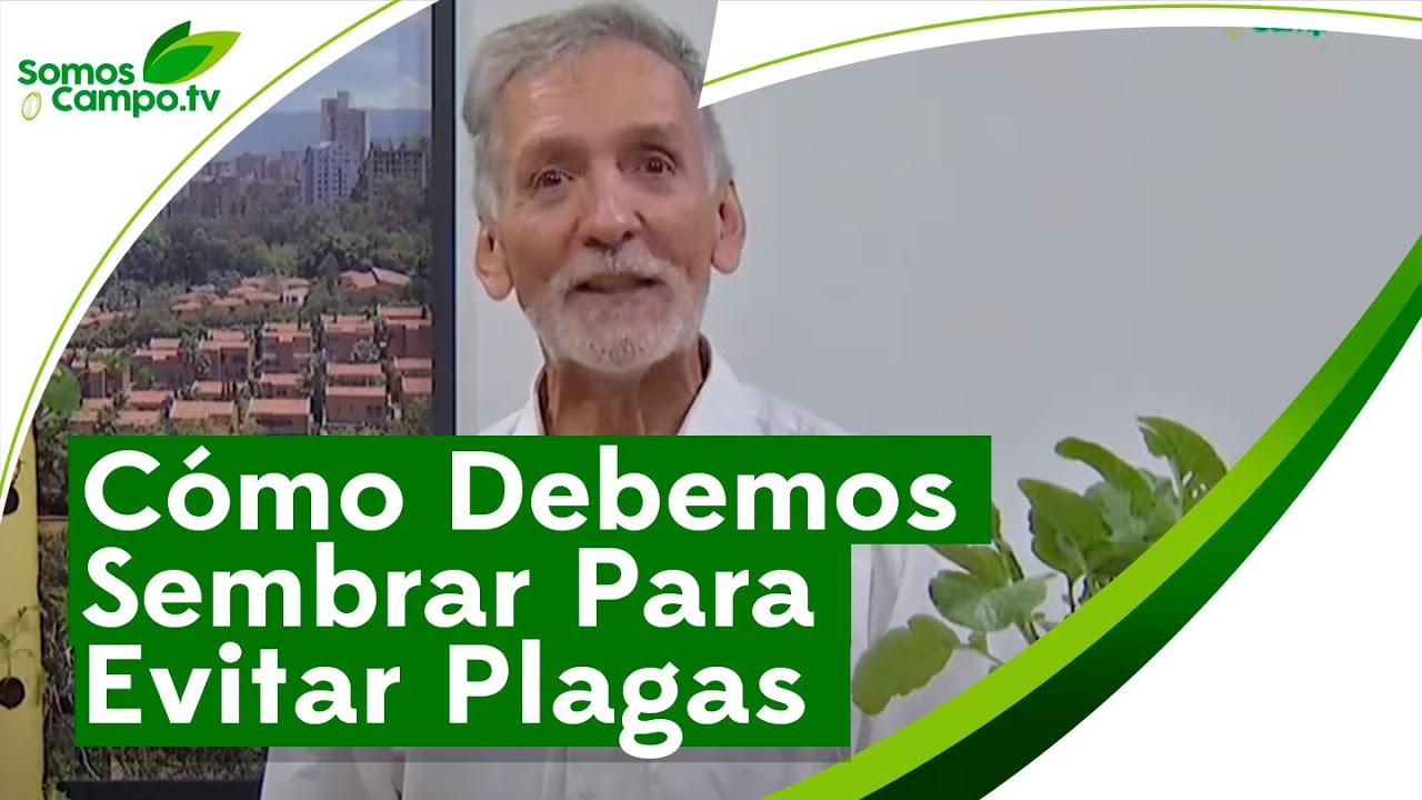 C&oacute;mo Debemos Sembrar Para Evitar Plagas - Somos Campo.Tv