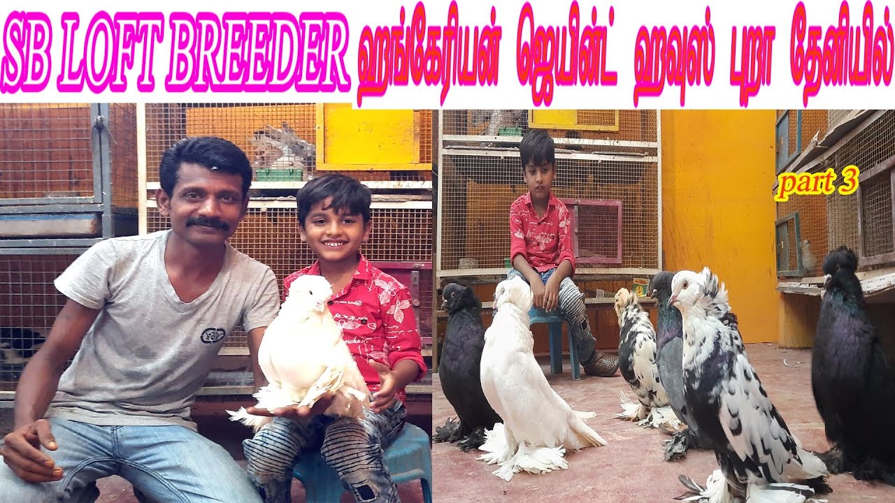 ஹங்கேரியன் ஜெயின்ட் ஹவுஸ் புறா hungarian giant house pigeon