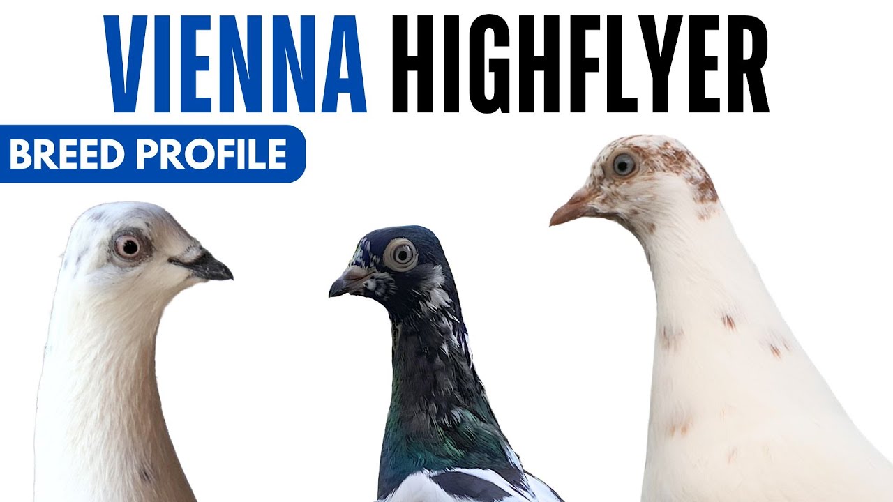 Vienna Highflyer Pigeon Breed Profile - History Vienna Highflyer Pigeon Health Issues Price Training