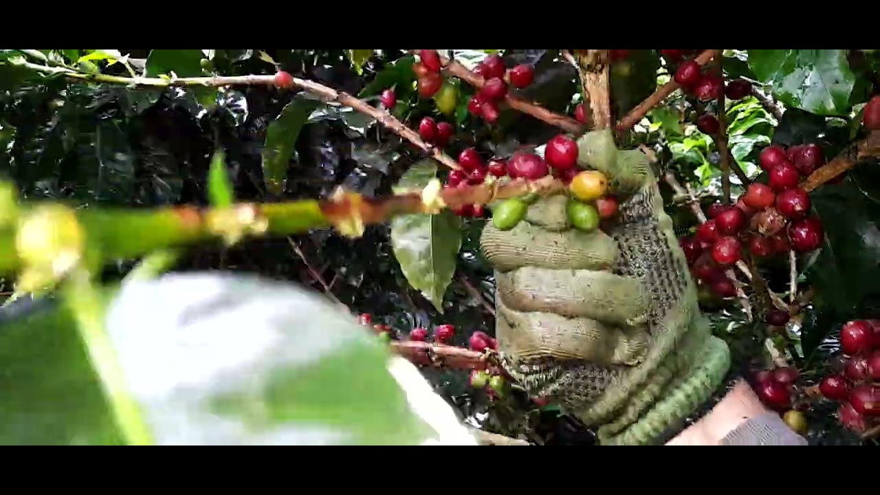 cuanto cafe produce una hectarea en Colombia!
