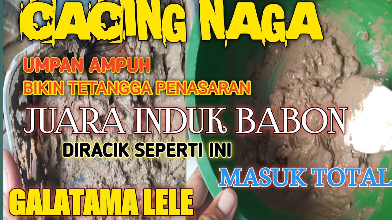 UMPAN JITU LELE || CACING NAGA Terbaru !! jadi juara ,Gt lele.Campur👉 kan berikut#umpanikanlele