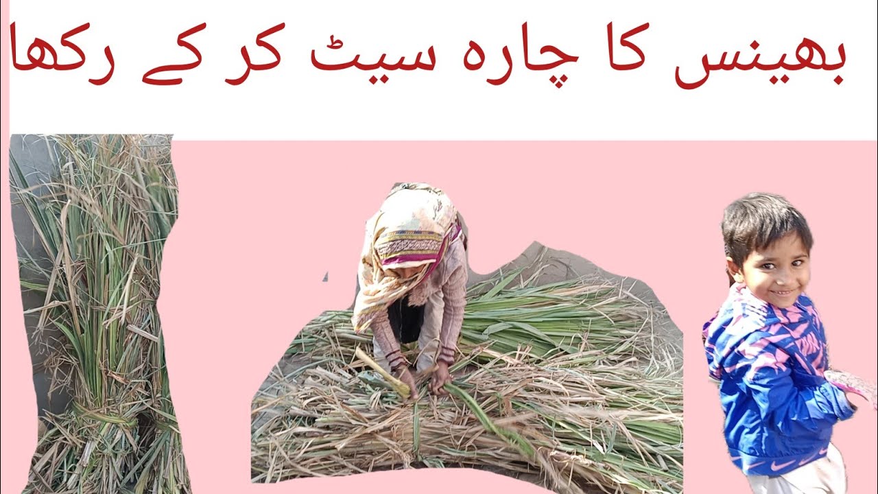 bhains ka chara set karke rakha||gaon Ke logon ki video||village life vlog