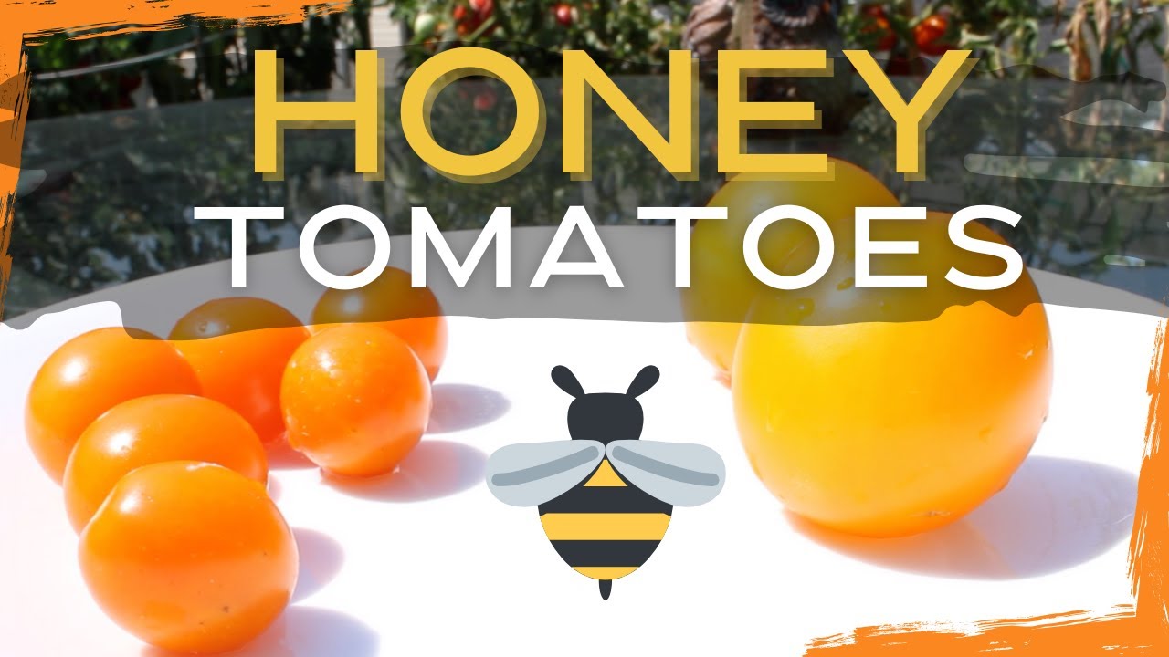 Tomato Tasting (Honeycomb & Honey Delight) [Adv.44]