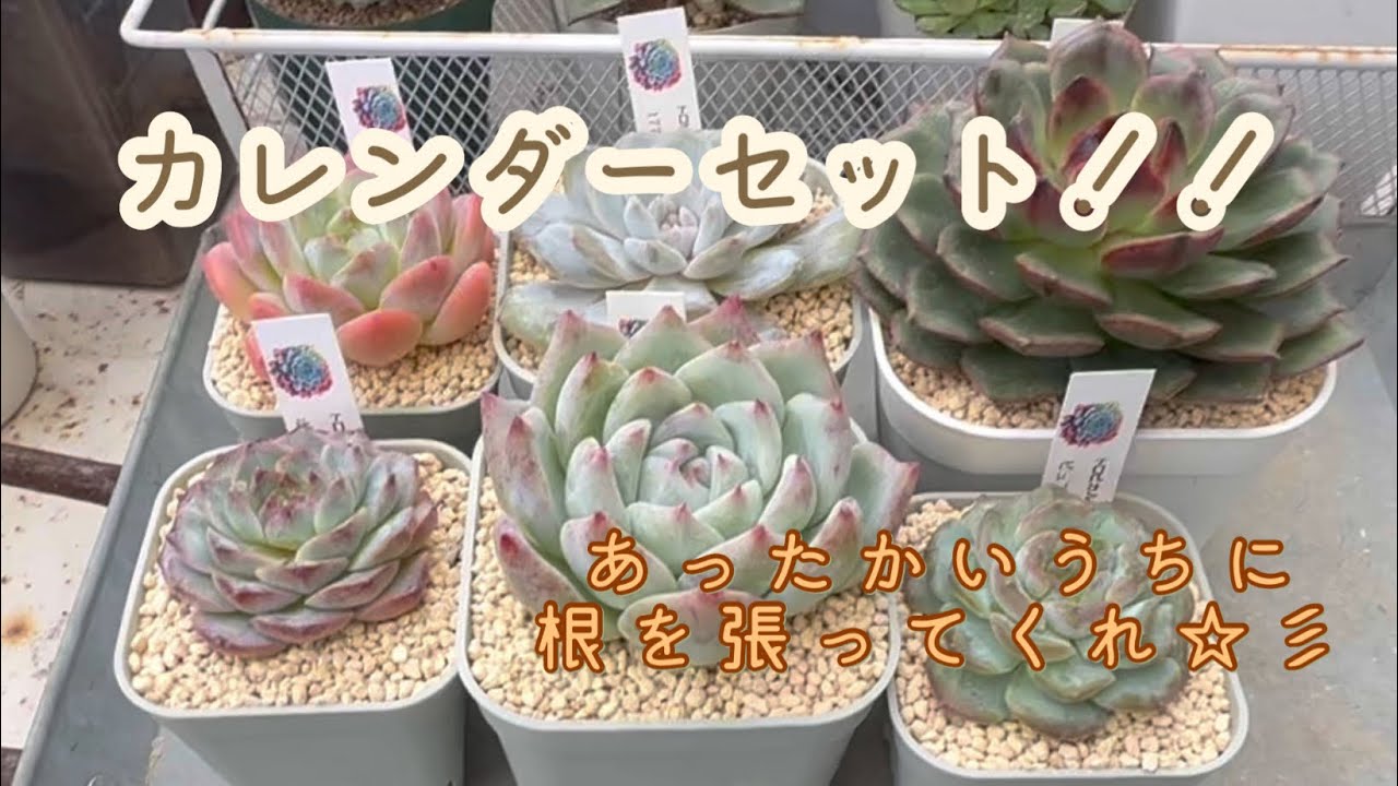 【多肉植物】トロピカルガーデンさんのカレンダーセットを植えていく！！あったかいうちに根を張ってくれ☆彡