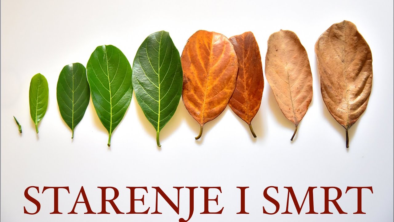 Starenje i smrt. Ima li rešenja? - 3. deo, prof. dr. Tomislav Terzin