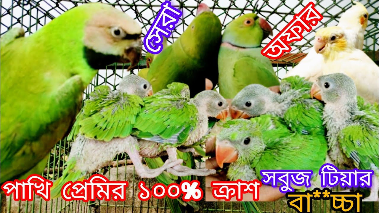 পাখি প্রেমিদের ১০০% ক্রাশ সবুজ টিয়ার বা*চ্চা। ক*ম*দা-মে নিতে চাইলে দ্রুত যোগাযোগ করুন। 
