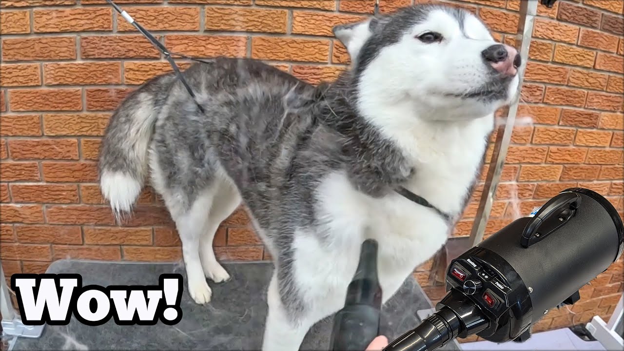 Professional Results at Home With THIS Dog Blower Dryer!