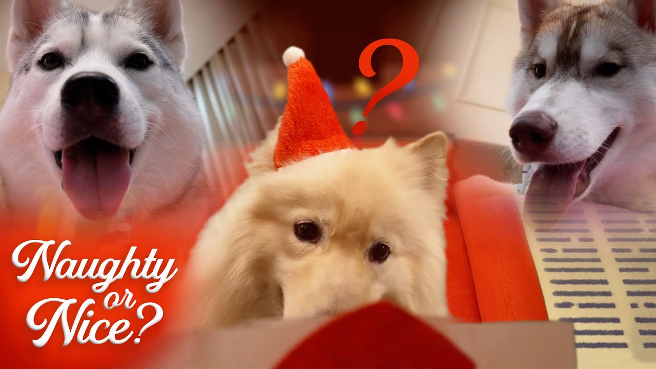 Naughty or Nice? | Huskyteers TV Christmas Special 2024