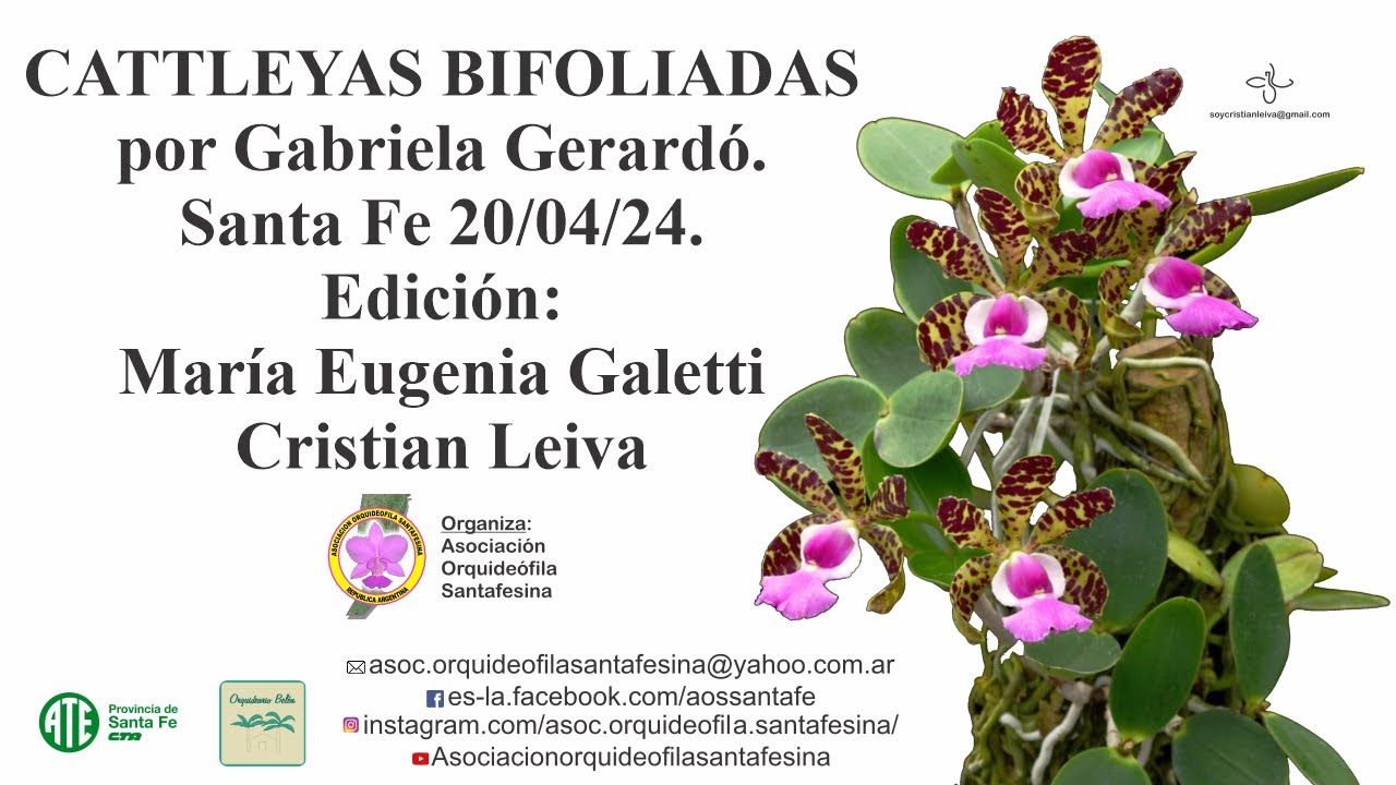 Cattleyas Bifoliadas, por Gabriela Gerardó, 20/04/24, AOS Santa Fe.
