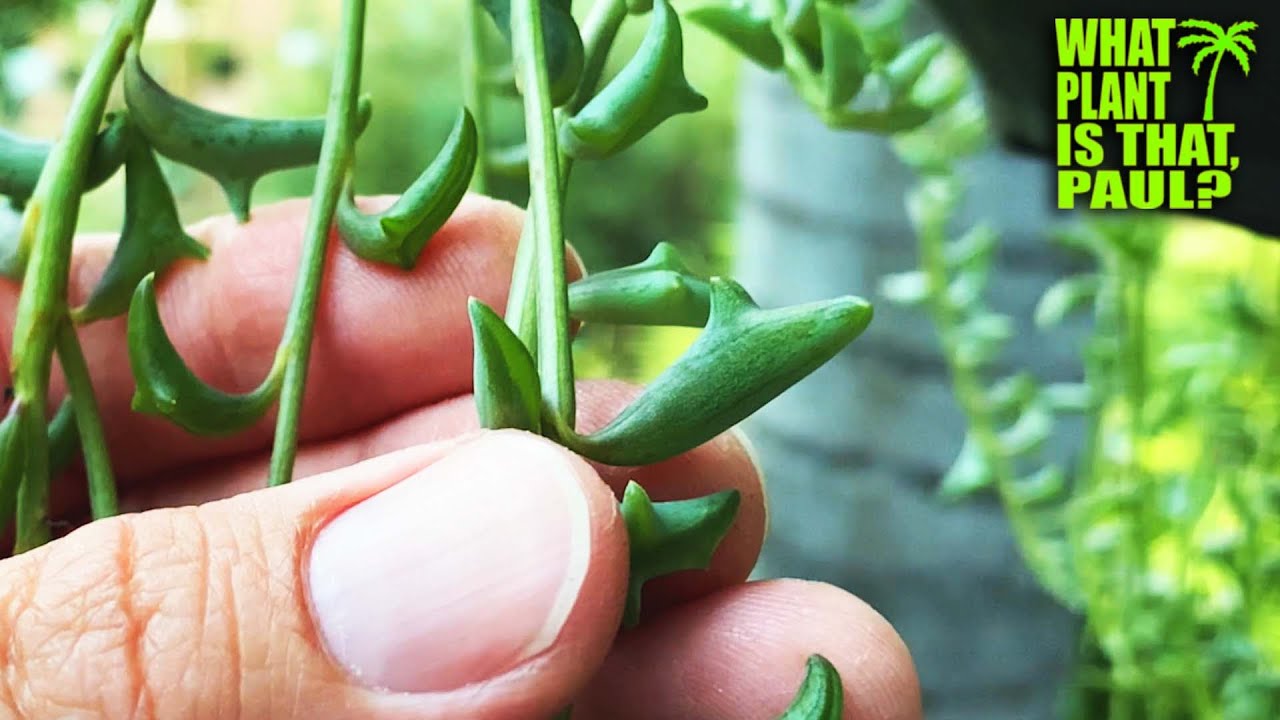 STRING of DOLPHINS (Senecio peregrinus) / resemble a pod of little jumping Dolphins / FAST GROWER