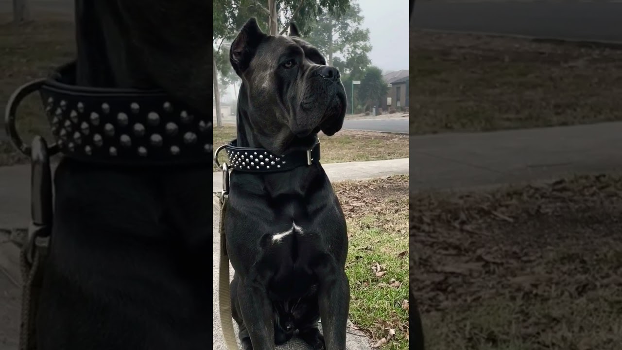 Intense Stare: Majestic Dogue de Bordeaux's Mesmerizing Gaze | Dog Lovers Alert! 🐶👀 #dog #shorts