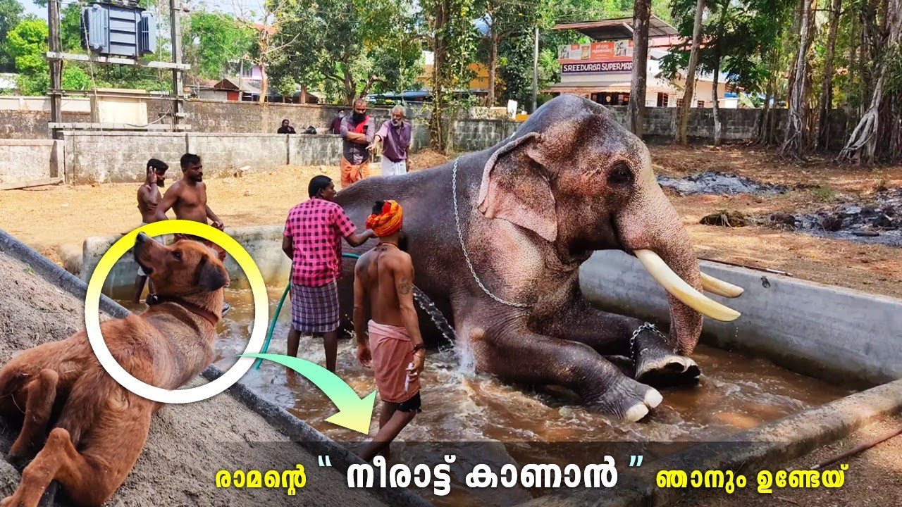 രാമന്റെ മുഴുനീളൻ നീരാട്ട് 🥰 | Thechikottukavu Ramachandran Pool Bath | Thechikottukavu Ramachandran