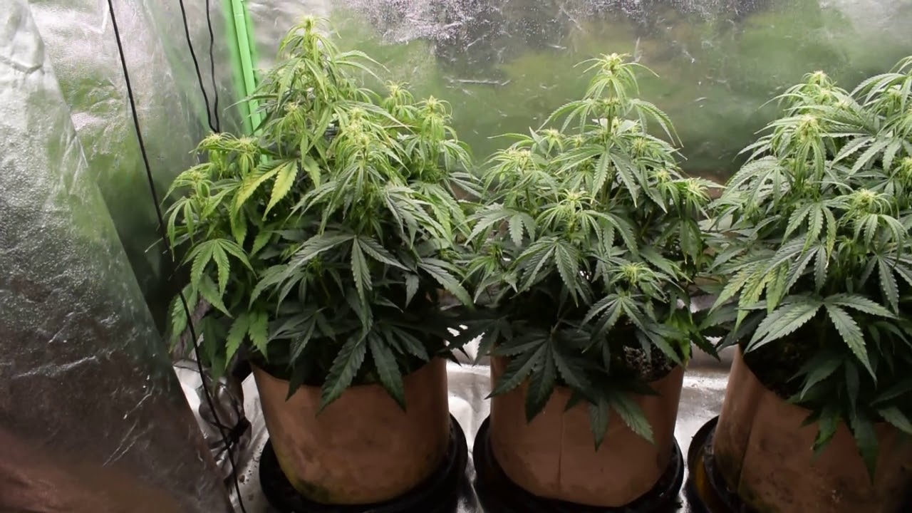 db003 VIVIDGRO GrowMax 240w 4k led super soil (second grow) video grow update #2