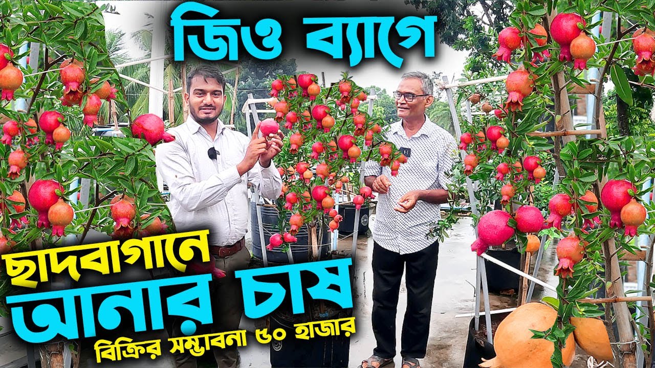 ছাদে বানিজ্যিকভাবে আনার চাষে ৫০ হাজার টাকা বিক্রি পল্লী চিকিৎসকের | উদ্যোক্তার খোঁজে