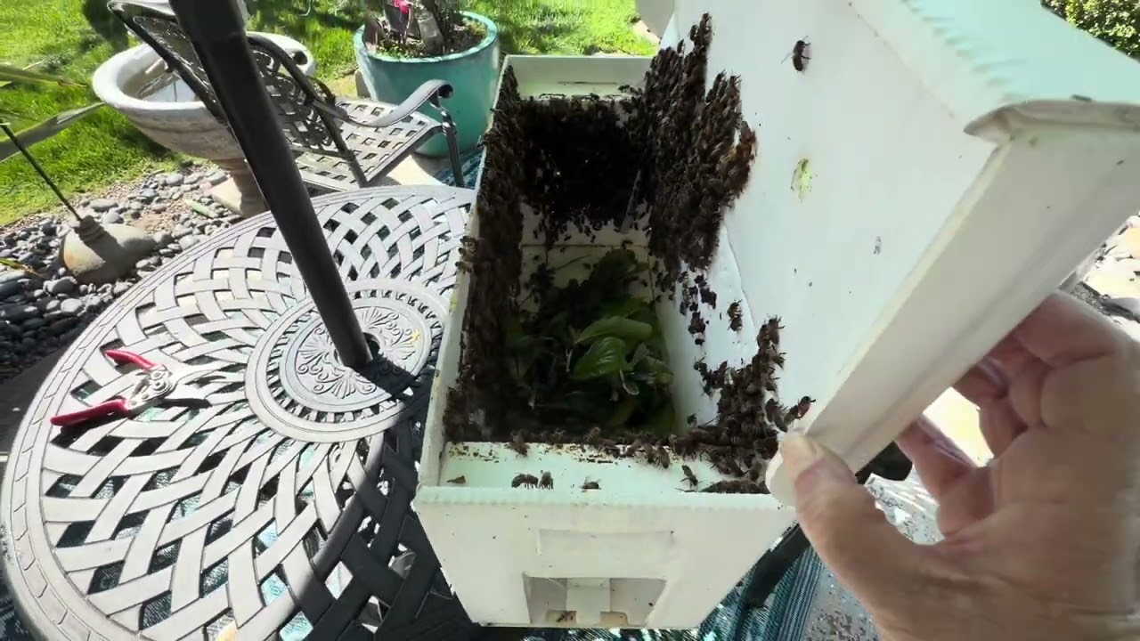 Honey Bee Swarm Capture & Relocation, March 17, 2026