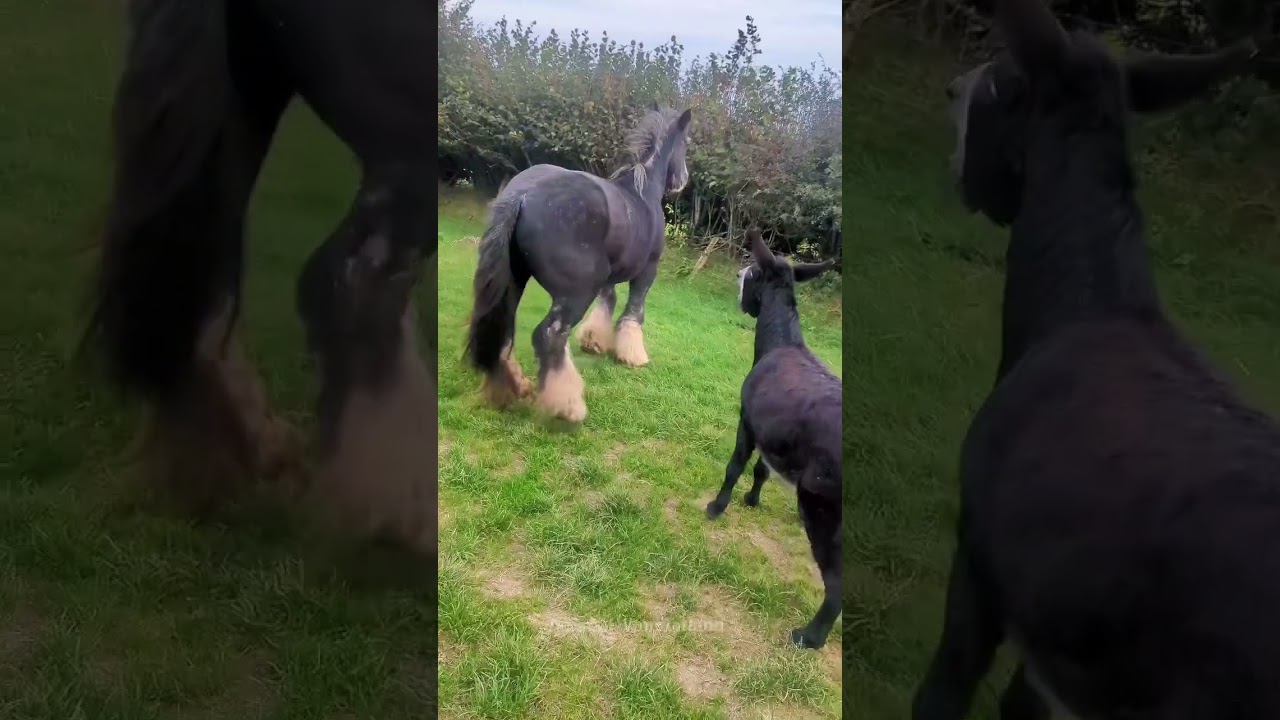 Funny donkey#animal#animsllover#fyp