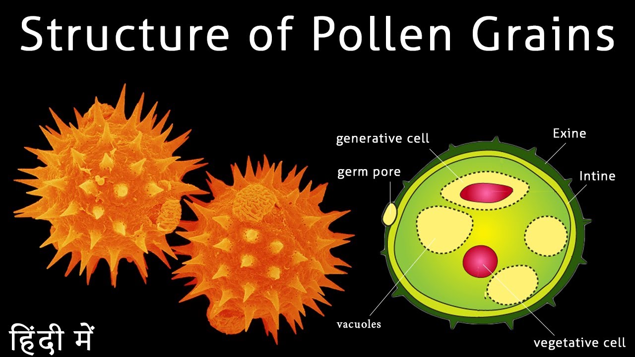 Structure of pollen grains I Structure of pollen grain class 12 I Scientech Biology I