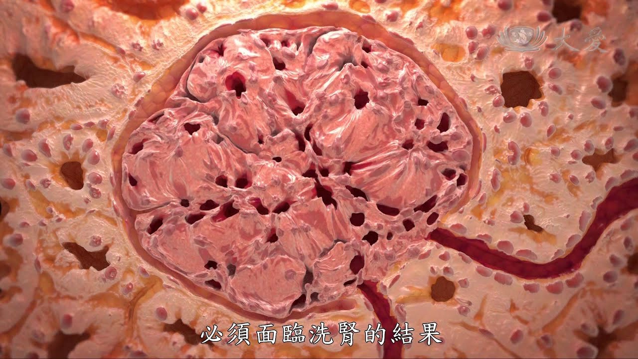 【發現】精華影片 - 20140125 - 人體奧秘系列 - 人體的淨水器 - 腎臟