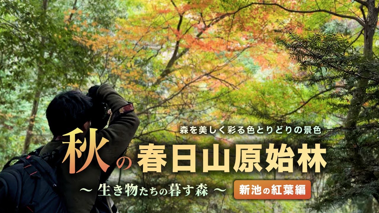 【生き物たちの暮す森】秋の森を美しく彩る色とりどりの景色｜The Forest Where Life Goes On【春日山原始林｜新池の紅葉編】