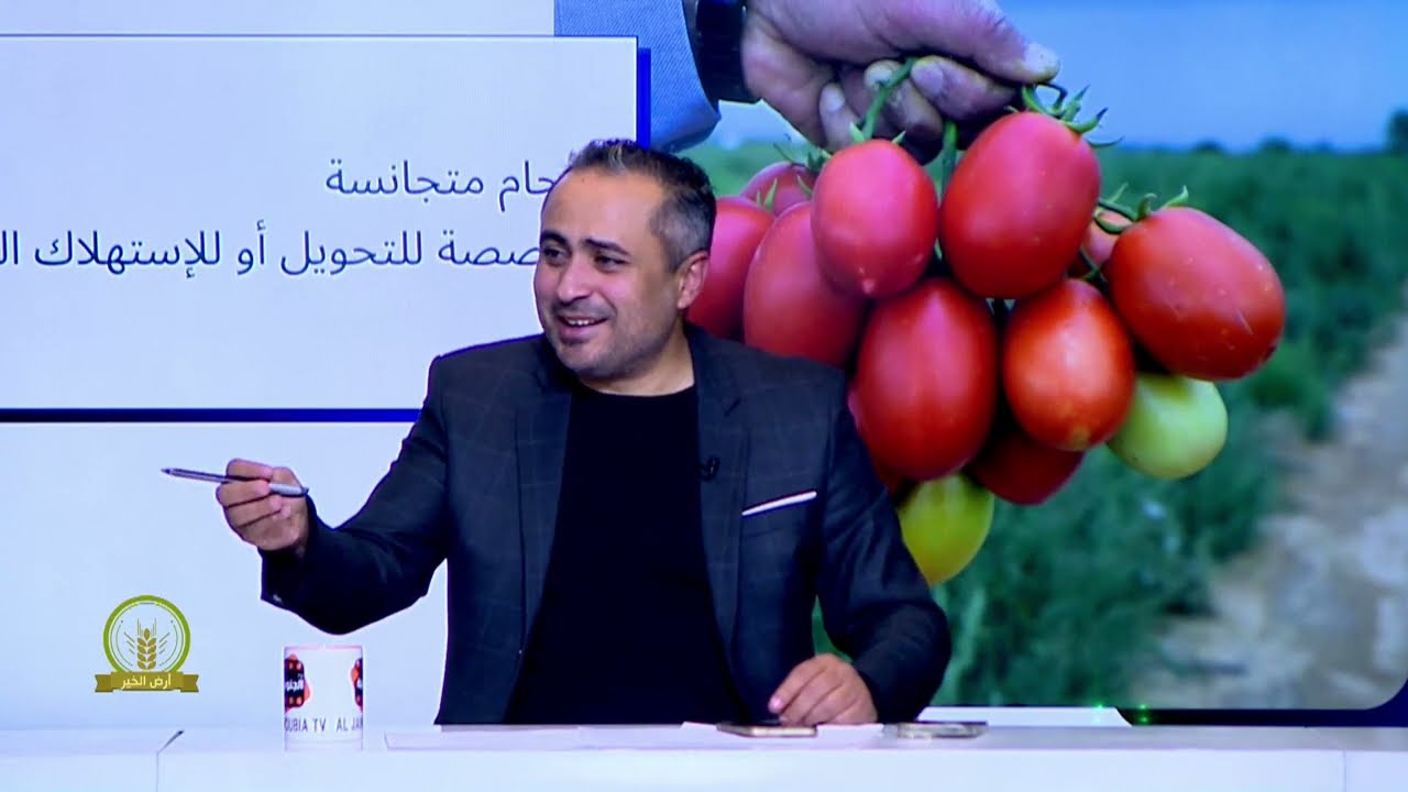 الارشادات الفلاحية لانجاح موسم زراعة الطماطم..اليكم جميع المراحل وبطرق سهلة وبسيطة