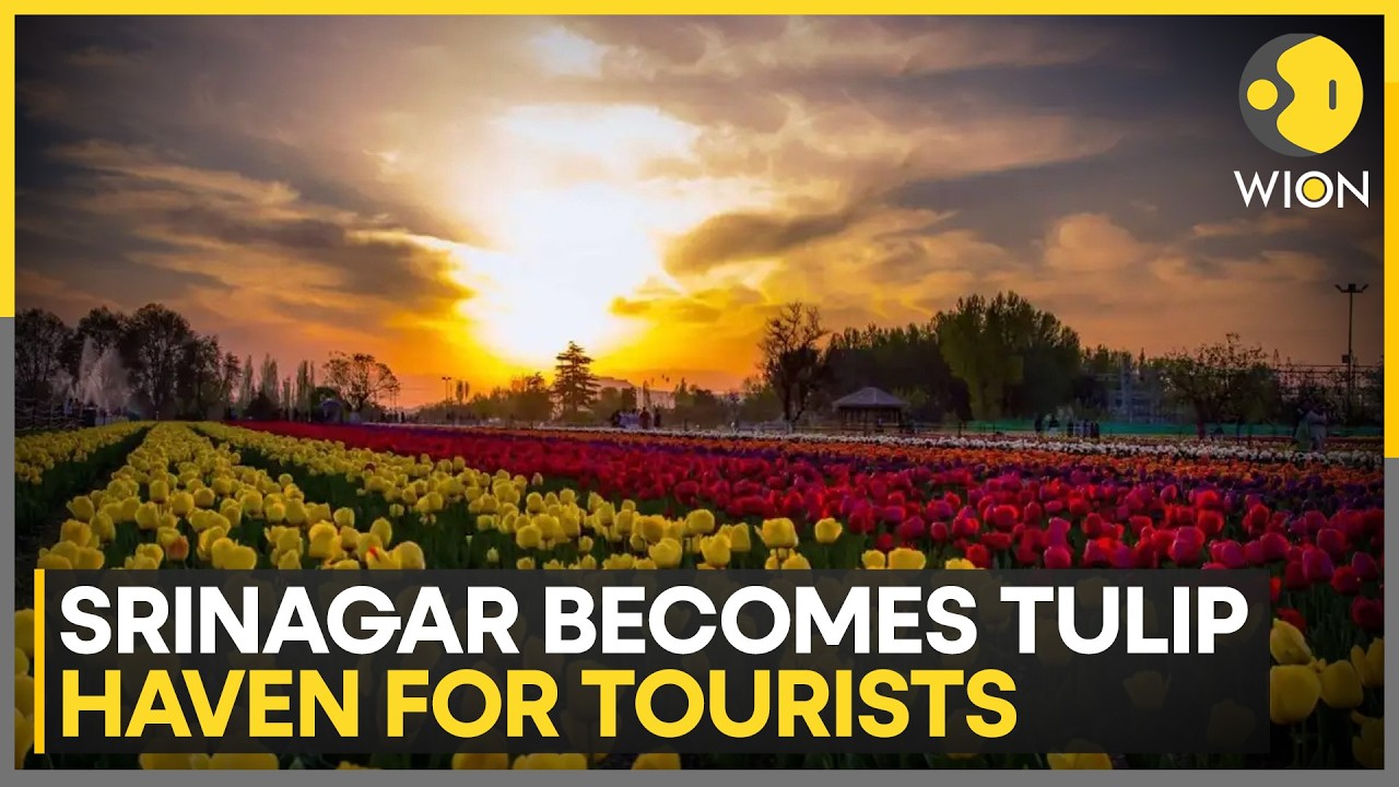 J&K's Srinagar Tulip Garden Opens to Mark Start of Spring Tourism Season | WION