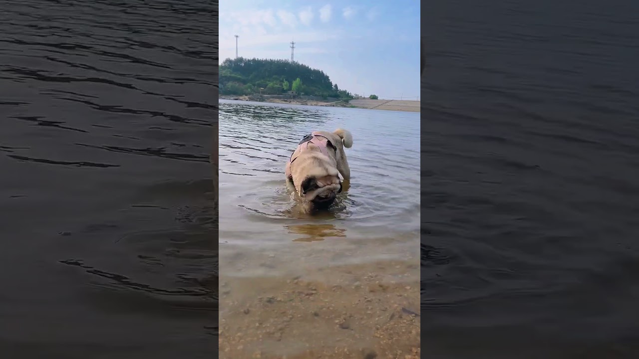 #pug #pugsofinstagram #puglife #puglove #pugs #dog #dogsofinstagram #pugstagram #dogs #pugpuppy