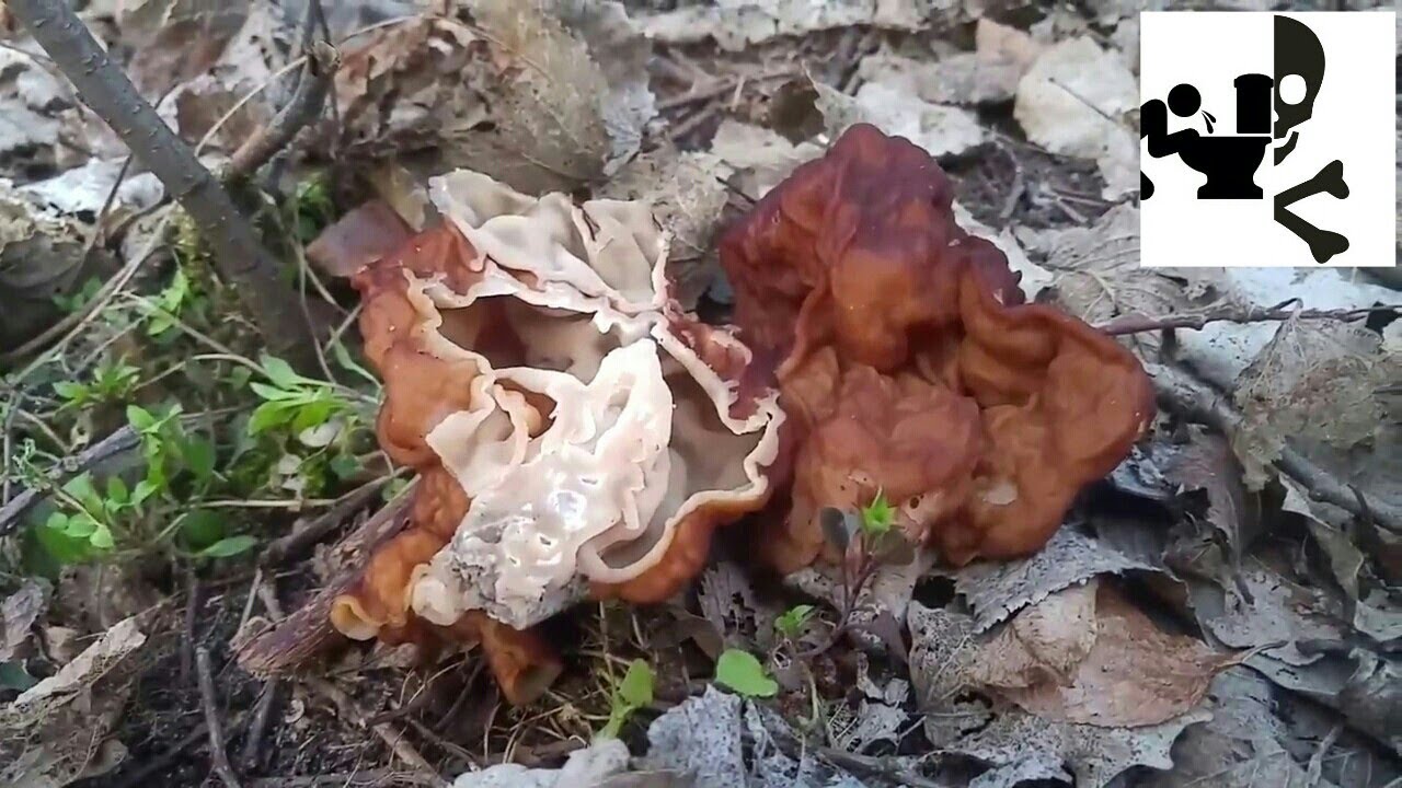 Piestrzenica kasztanowata (Gyromitra esculenta) 04.04.2017 Jaworzno