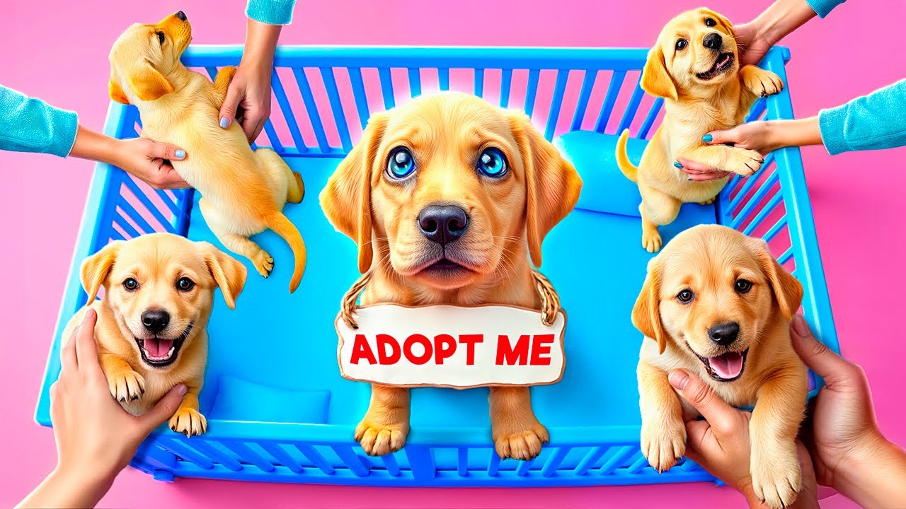 We Saved a Dog! We Build a Secret Room for Pets! Blue vs Pink